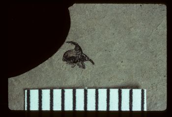 Media type: image;   Entomology PALE-1907 Aspect: full